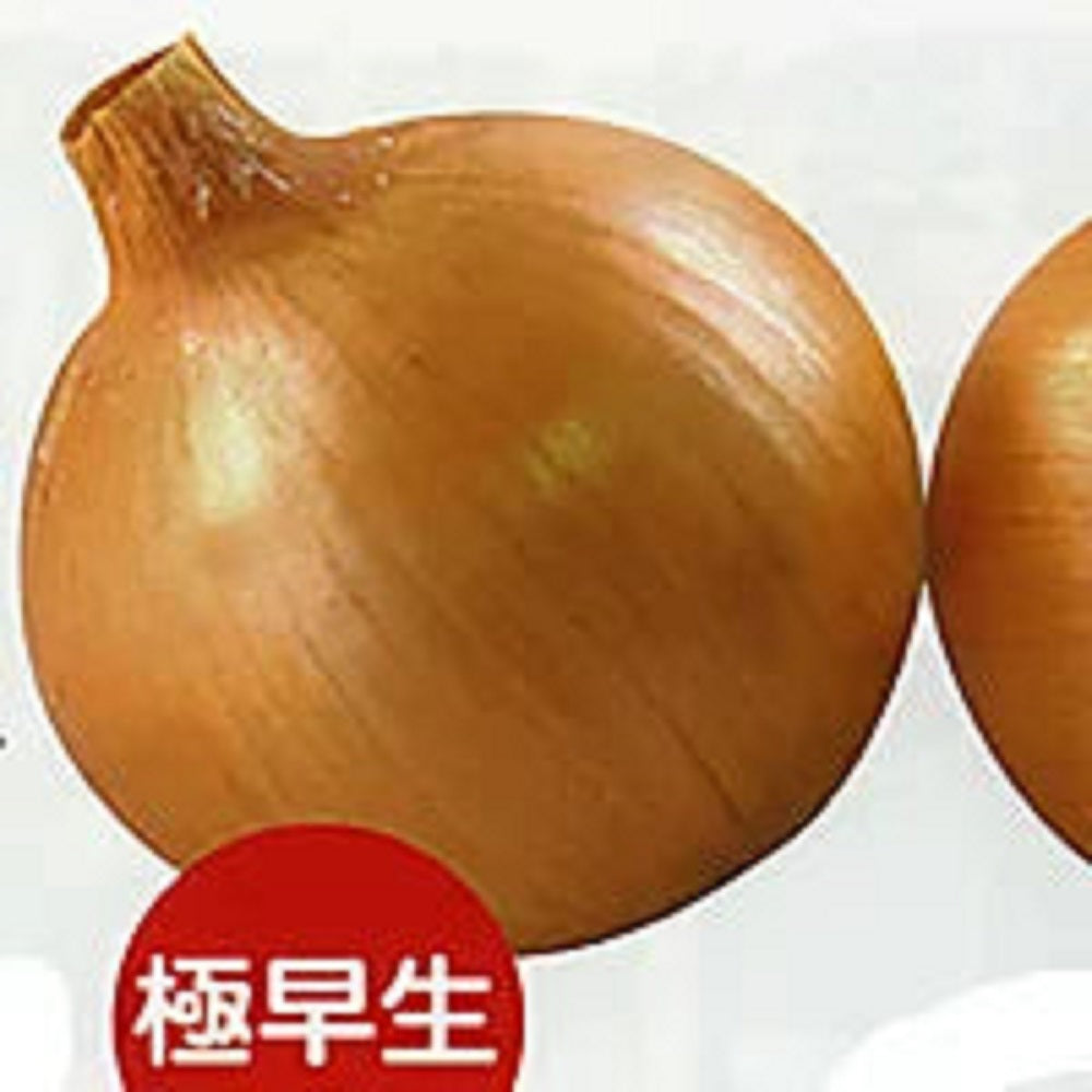 ジェットボール(極早生) 20ml 玉ねぎ たまねぎ 玉葱 タマネギ【ナント 種 たね タネ】