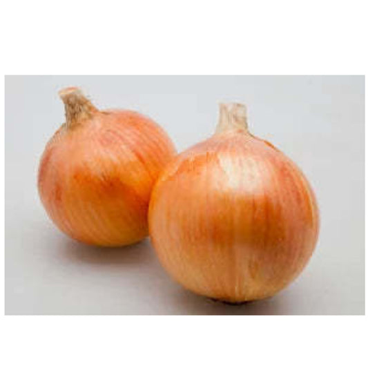 ヒーローZ 20ml 玉ねぎ たまねぎ 玉葱 タマネギ【カネコ種苗 種 たね タネ 】