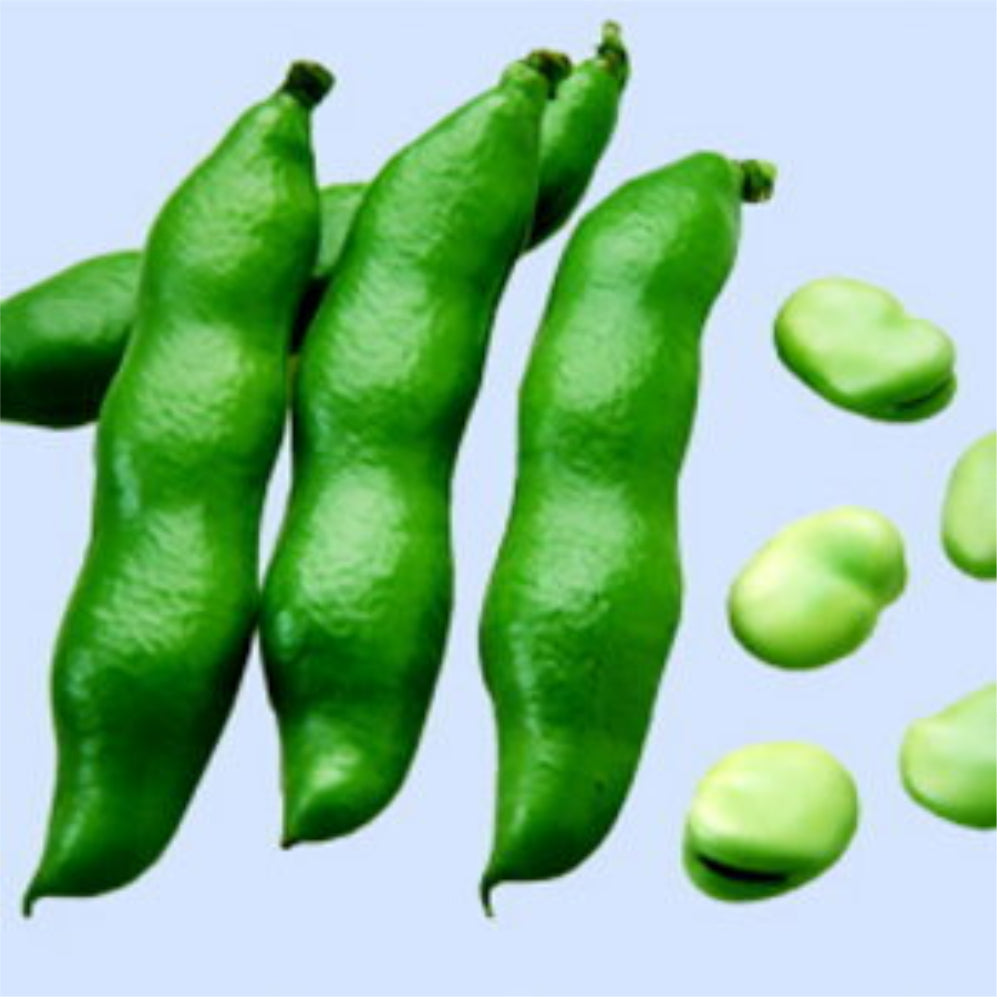 千倉一寸(全日本そ菜原種審査会 1等特別賞受賞) 1L そらまめ ソラマメ 蚕豆 空豆 一代交配 【渡辺農事 種 たね タネ 】