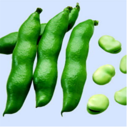 千倉一寸(全日本そ菜原種審査会 1等特別賞受賞) 1L そらまめ ソラマメ 蚕豆 空豆 一代交配 【渡辺農事 種 たね タネ 】