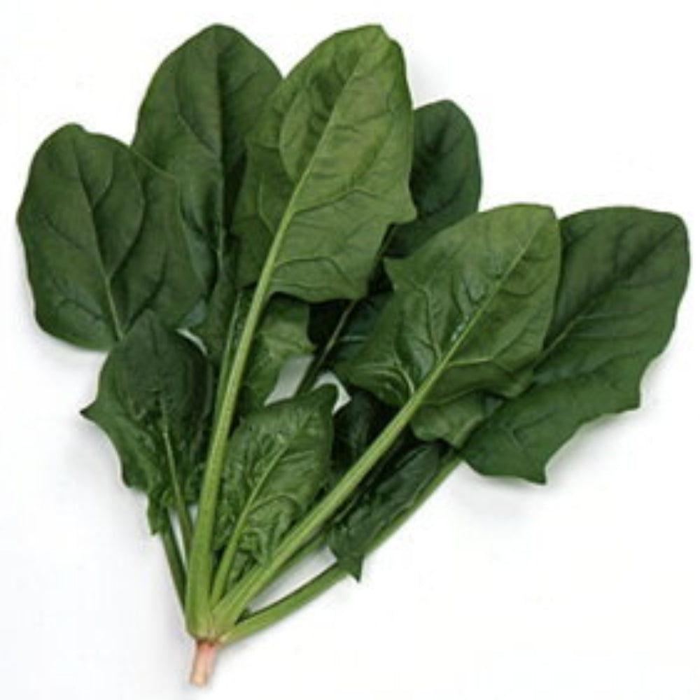 PRIMAX オシリス 法蓮草 M3万粒 ほうれん草 法蓮草 ホウレンソウ ほうれんそう【サカタ 種 たね タネ】