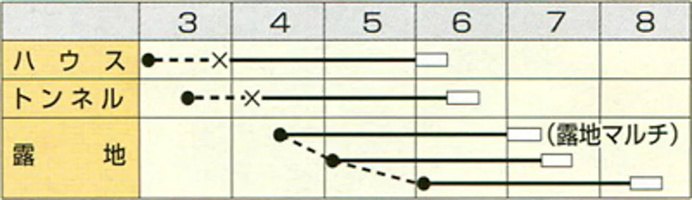 陽恵 PVP 2000粒 枝豆 えだまめ エダマメ【カネコ種苗 種 たね タネ 】