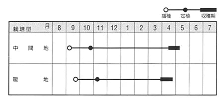 ジェットボール(極早生) 20ml 玉ねぎ たまねぎ 玉葱 タマネギ【ナント 種 たね タネ】