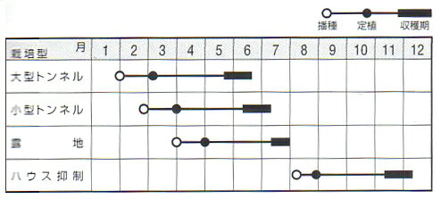 【入荷待ち】ふくふく 100粒 南瓜 カボチャ かぼちゃ 【ナント 種 たね タネ 】