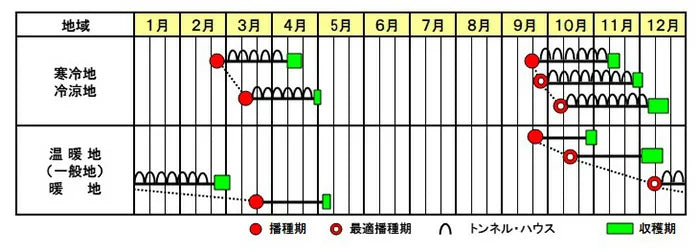 スーパーセーブ PRIMAX M3万粒 ほうれん草 法蓮草 ホウレンソウ ほうれんそう【サカタ 種 たね タネ】