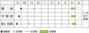 ヒーローZ 20ml 玉ねぎ たまねぎ 玉葱 タマネギ【カネコ種苗 種 たね タネ 】