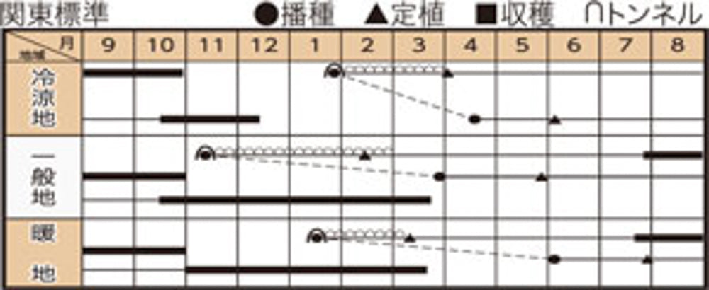 森の奏で(TSX-515) 1DL 葱 ネギ ねぎ ダイヤ交配 【トキタ 種 たね タネ】