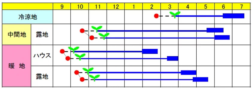 千倉一寸(全日本そ菜原種審査会 1等特別賞受賞) 1L そらまめ ソラマメ 蚕豆 空豆 一代交配　【渡辺農事 種 たね タネ 】