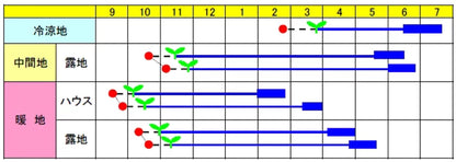 千倉一寸(全日本そ菜原種審査会 1等特別賞受賞) 1L そらまめ ソラマメ 蚕豆 空豆 一代交配　【渡辺農事 種 たね タネ 】